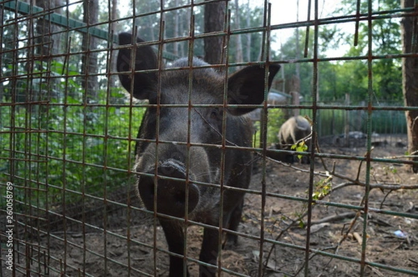 Obraz Vietnamese pig, closeup, portrait