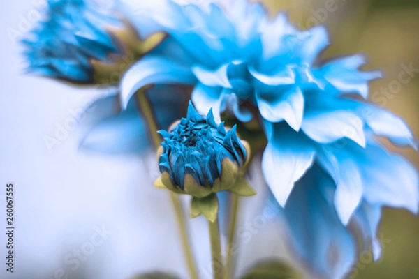 Obraz blue flower