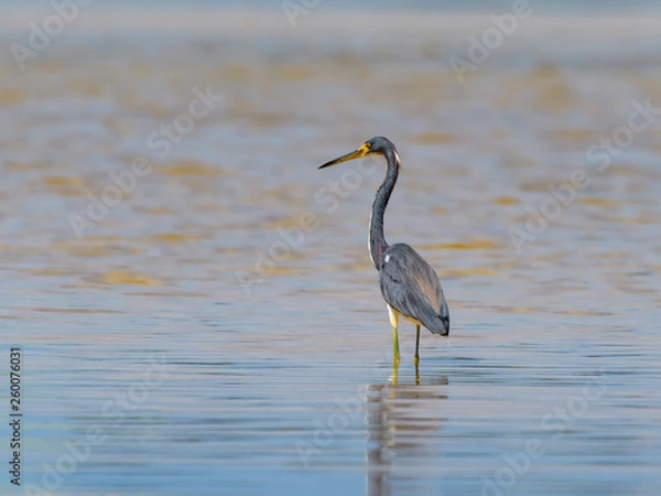 Fototapeta Tricolored Heron Foraging on the Pond