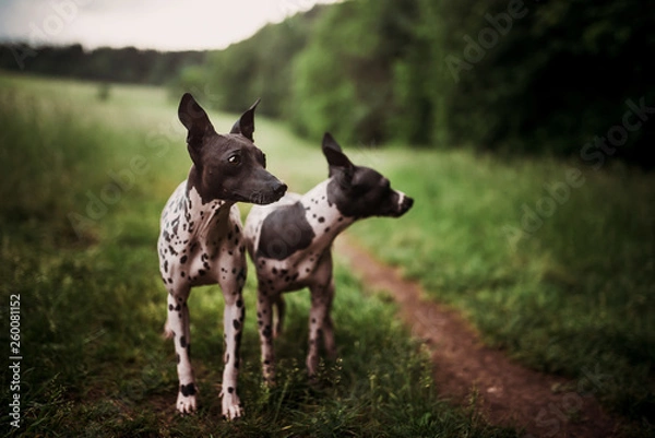 Obraz two dogs in nature
