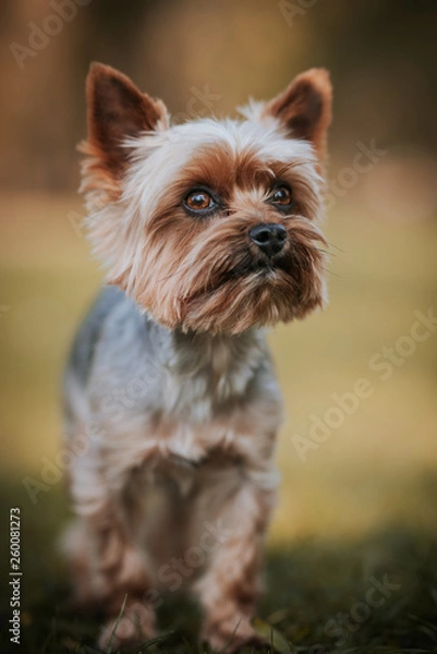 Fototapeta small dog