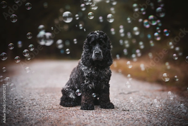 Fototapeta dog in bubbles