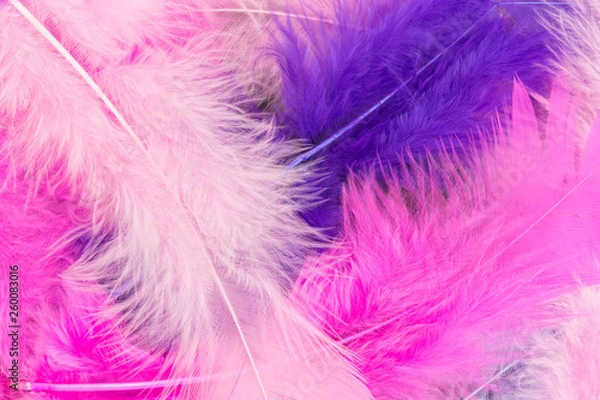 Fototapeta background of feathers in pink and purple
