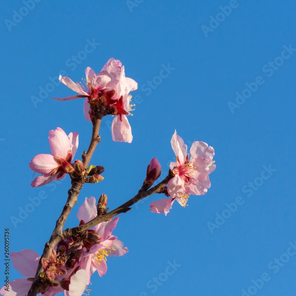 Fototapeta Beautiful nature scene. Spring almond flowers. Beautiful abstract almond flowers background at springtime