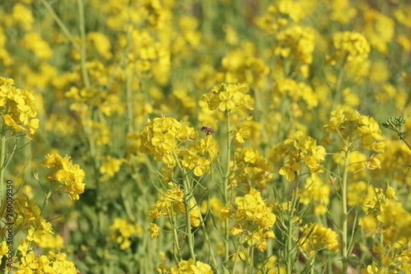 Fototapeta 菜の花