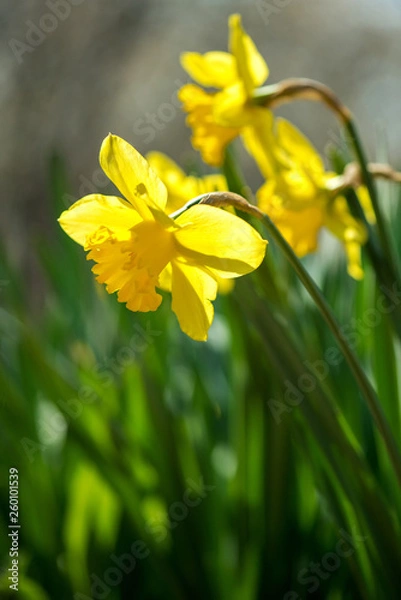 Fototapeta Blooming spring flowers daffodils in early spring garden - selective focus, copy space, vertical orientation