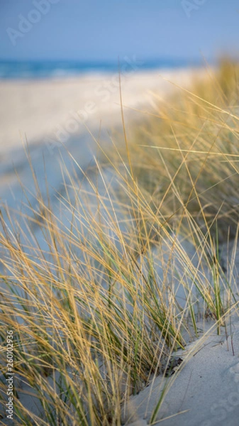 Fototapeta Dünengras