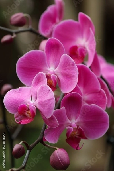 Obraz Pink orchid