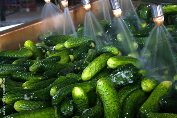 Fototapeta Working process of the production of cucumbers on cannery. Washing in water before preservation. Movement on the conveyor.