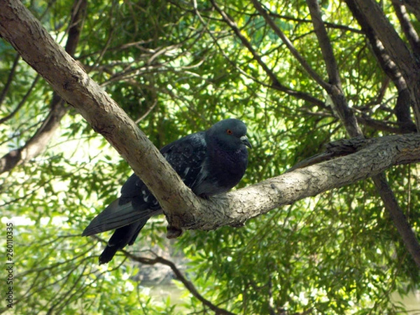 Obraz dove on a branch