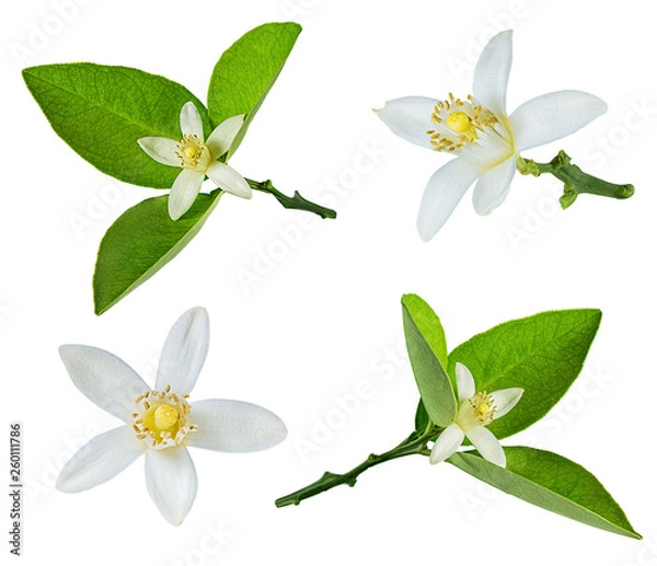 Fototapeta Fresh lemon flower isolated on white background with clipping path