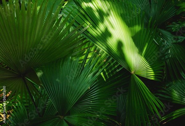 Fototapeta palm leaves
