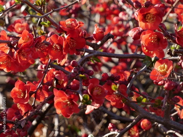 Fototapeta Blumenbusch