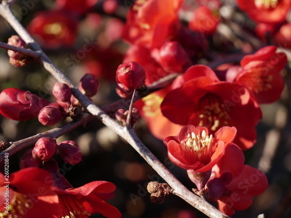 Fototapeta Blumenbusch