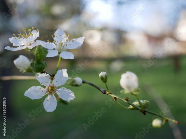 Fototapeta blühender Apfelbaum