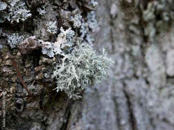Fototapeta Flechte an Baum