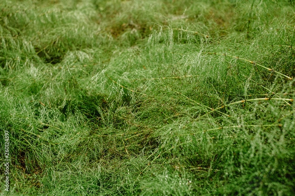 Fototapeta Background green forest horsetail. Abstract background, copy space