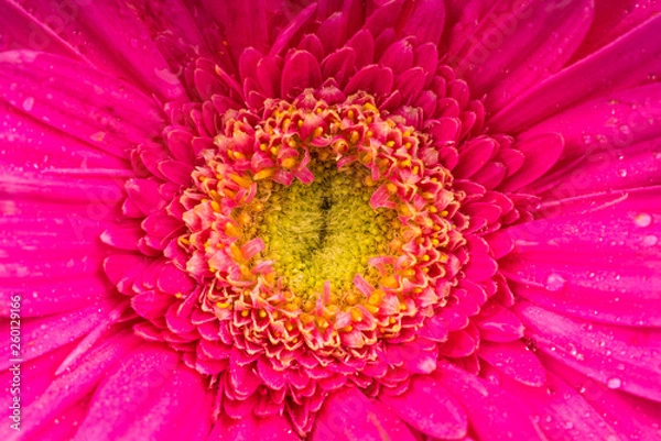 Fototapeta Colored gerbera flowers