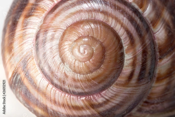 Fototapeta spiral on snail shells