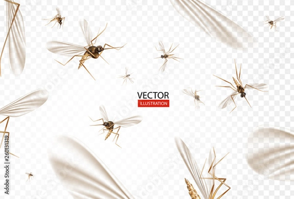 Fototapeta Insect mosquito, gnat and pest illustration for repellent oil, spray and patches ads, poster. Flying mosquitoes flock in air isolated promo. Viruses and diseases spreading medical vector concept. 