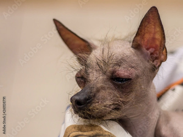 Obraz Little black-brown Peruvian Hairless Dog is lying on the sofa. Trained dog. Soft focus