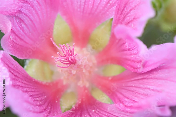 Fototapeta Pink flower very close-up in full screen with yellow middle