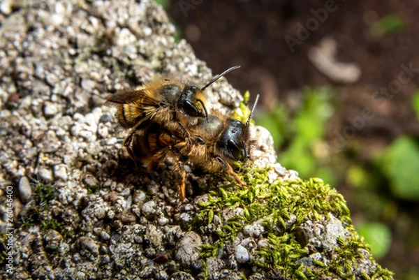 Fototapeta Bumblebees mating on a rock
