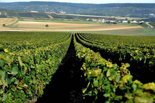 Obraz Vignoble de Champagne
