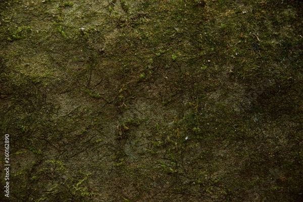 Obraz Moss background in nature