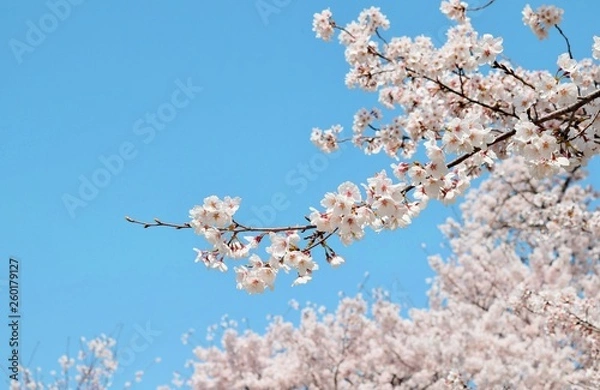 Obraz 満開の桜と青空、日本の春の風景