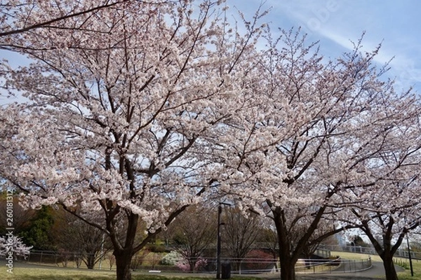 Obraz 桜