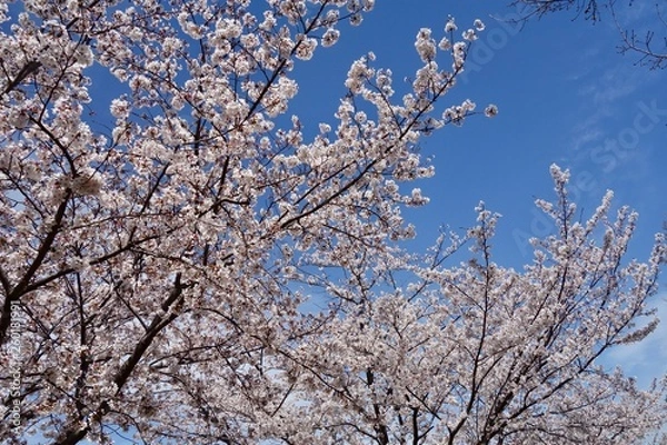 Fototapeta 桜