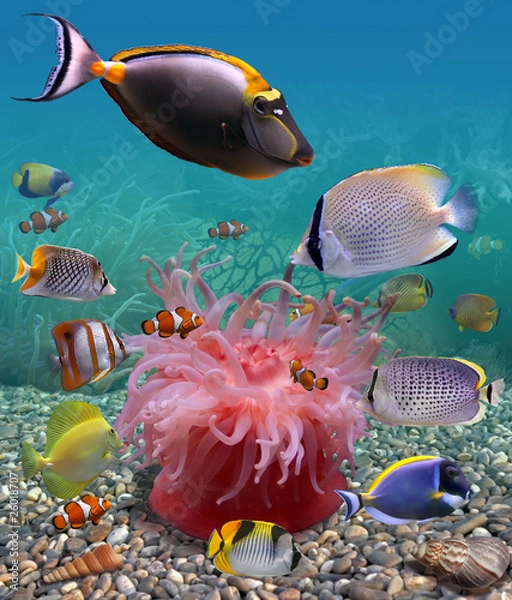 Obraz Underwater world