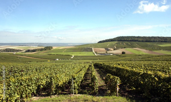 Obraz Vignoble de Champagne
