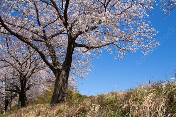 Fototapeta 見沼田んぼ桜回廊の満開のソメイヨシノ