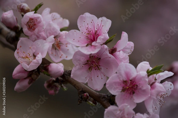 Obraz Wunderschöne rosa Mandelblüten in voller Blüte