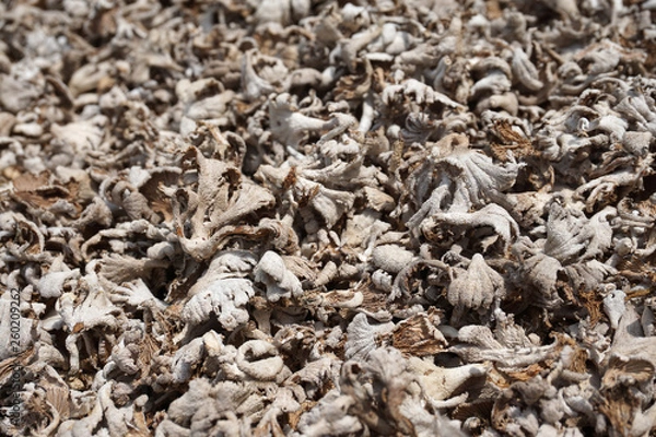 Fototapeta Dehydrated edible mushroom, locally known as kulat sisir or cendawan kukur. Selective focusing.