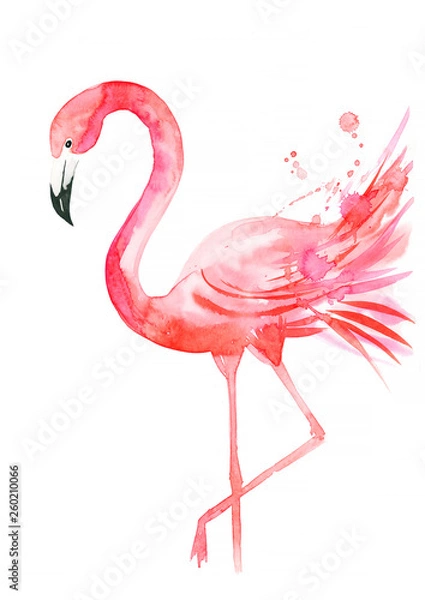 Fototapeta Pink flamingo on a white background, watercolor painting, illustration of animals