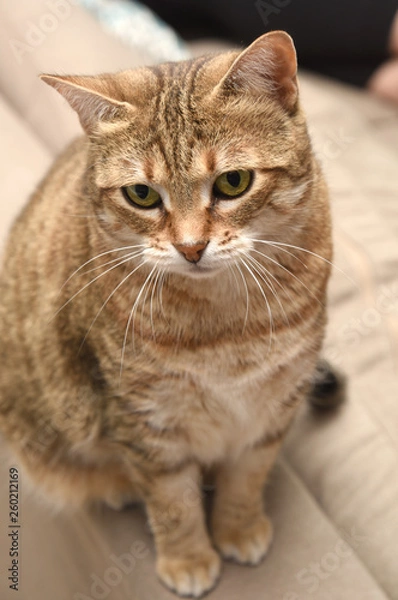 Fototapeta Cat on sofa