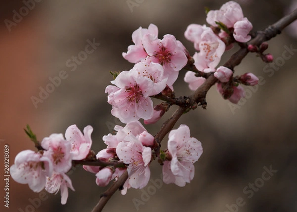 Fototapeta Wunderschöne rosa Mandelblüten in voller Blüte