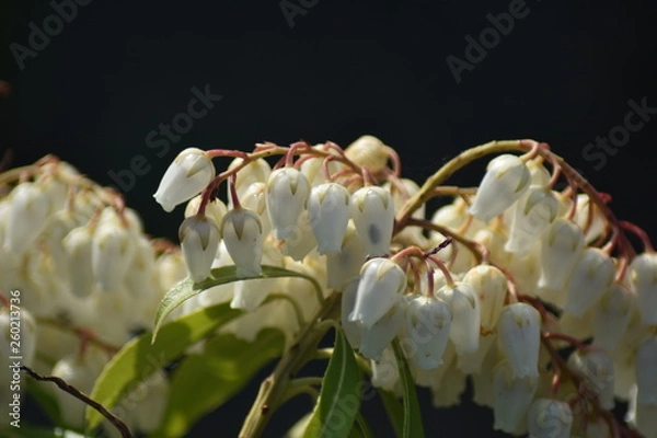 Obraz Traubenheide (Leucothoe)