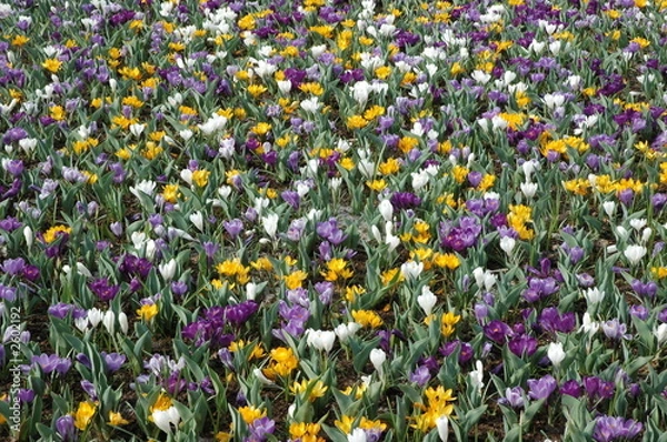 Obraz champ de fleur