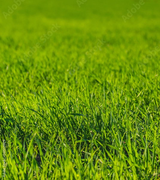 Obraz green grass texture