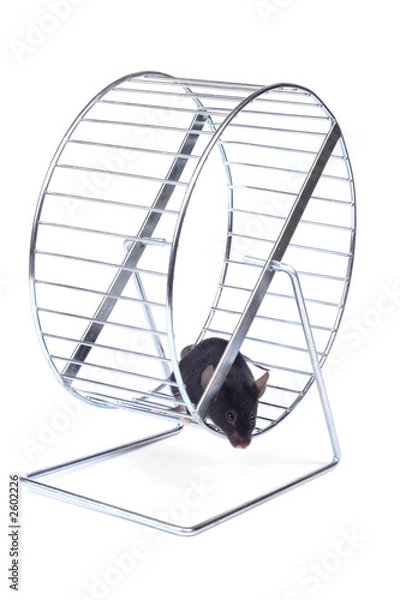 Obraz little mouse on an exercise wheel