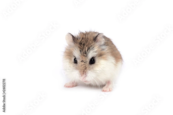 Obraz roborovski hamster