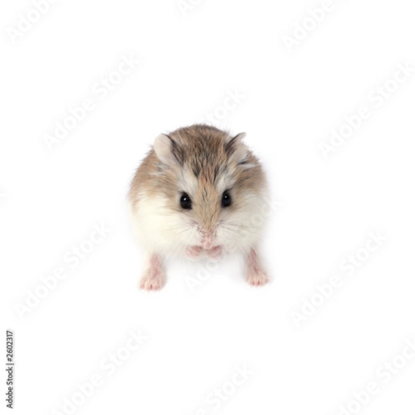 Obraz roborovski hamster