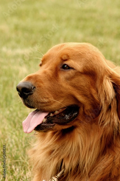 Fototapeta irish setter dog
