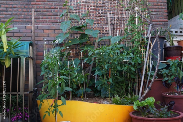 Fototapeta 골목길에 있는 식물