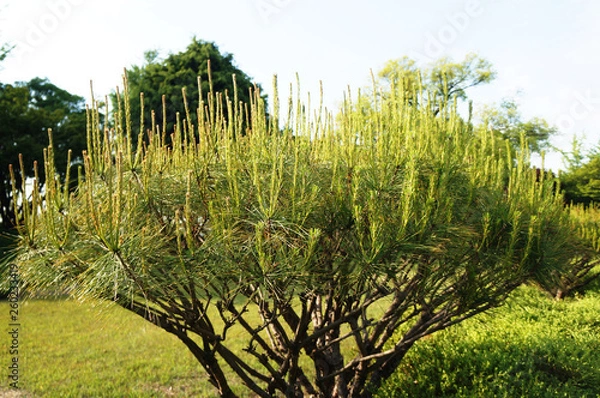 Fototapeta 하늘을 향한 소나무