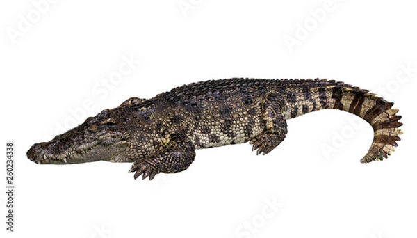 Obraz Side view of crocodile isolated on white